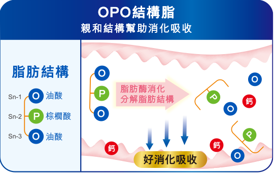 OPO結構脂