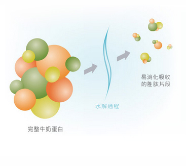 完整牛奶蛋白→水解過程→易消化吸收的胜肽片段
                                 部分水解蛋白，水解蛋白分子更小，幫助蛋白質好消化！
                                 選用百分之百乳清蛋白進行水解，乳清蛋白本身就是一種容易消化的蛋白質，
                                 經過部分水解處理，讓蛋白質分子變得更小，有助消化吸收，也可以調整寶寶體質。
                                 乳糖<2克/升* 幫助消化。
                            依標準濃度沖調時，每一公升奶水中乳糖含量小於2公克，並改採雙導向醣源設計，讓碳水化合物的消化與吸收更有效率！
                            *依標準濃度沖調時