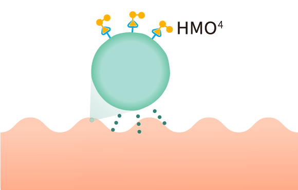 全新升級HMO+強化保護配方